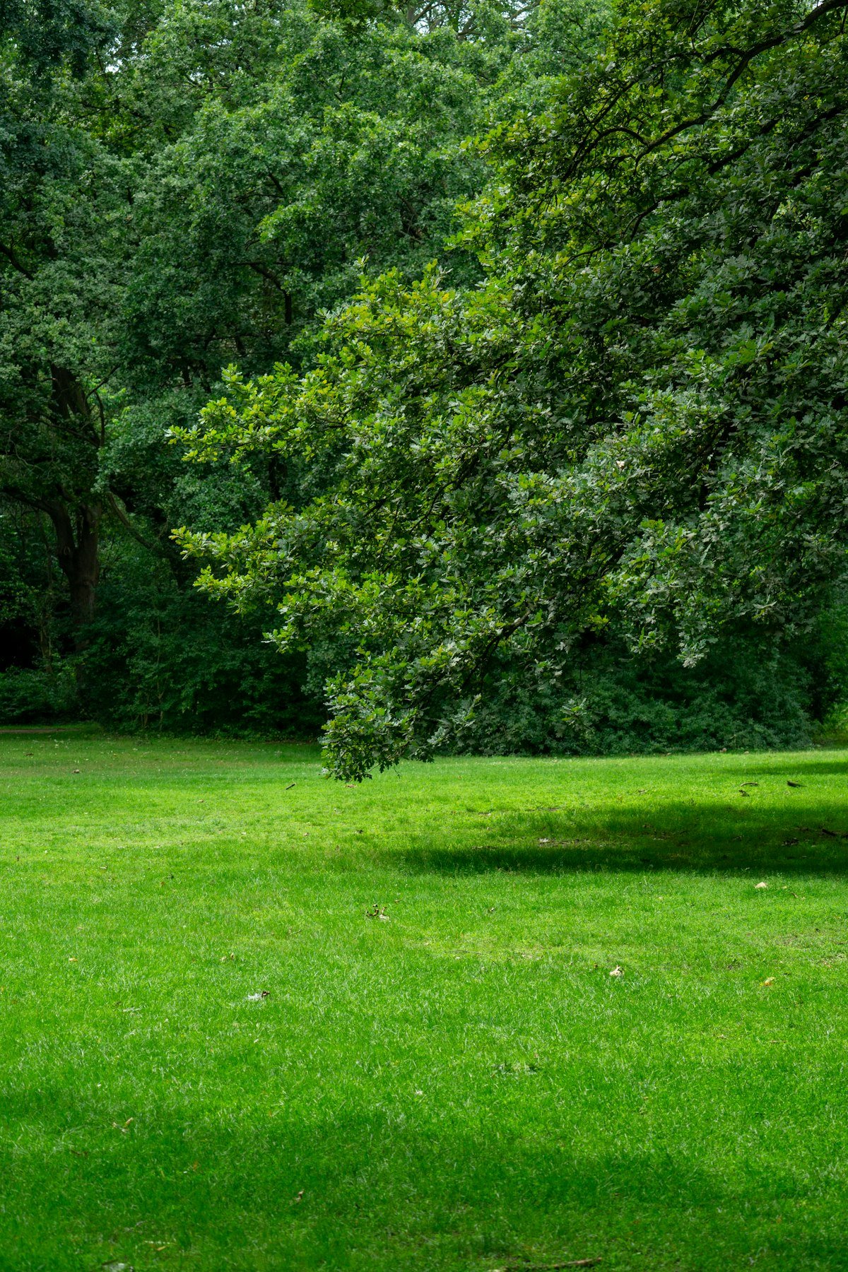 Central garden, representative image